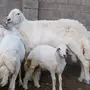 فحل حري صنف نادر 