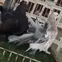 ((جوز رقاص ((امريكي))