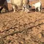 عنز صمعا معها جفره وتيس لمحبي الصمع 