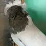 فحل سوداني