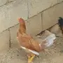 دجاج باكستاني
