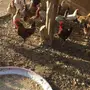 دجاج بلدي عمر 6 شهور موجود الحد 