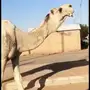 فحل اوضح