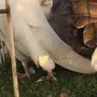 ((جوز رقاص هولندي((مذيل اسود))