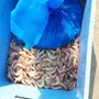 سمك وجمبرى وحبار للبيع داخل ابها وخميس مشيط 