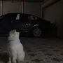 قطه شيرازيه