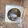 حمام رقاص 