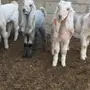 5تيوس لبانيه وفيها مستقبل فحول