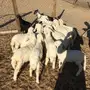 بهم حري من 280