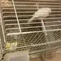 كناري