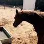 مهره عربيه شعبيه سوبر 