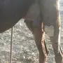خلفة حمرا دهما