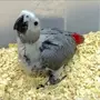 ابغا فرخ كاسكو غر 