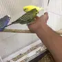 مجموعة بادجي هولندي طيور الحب