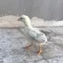 صوص دجاج باكستاني بيور