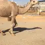 بكار للبيع