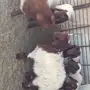 غنم نعيم للبيع مقاني 