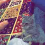 للتبني قطه صغيره 