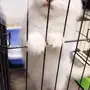 بسه شيرازي صغيره بكامل اغراضه