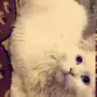 قط للتبني