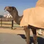 بعير كفو للبيع او البدل المناسب