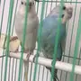 جوز بادجي منتج مع فرخ وا ثلاثه بيضات