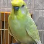 ذكر كرست هولندي جاهز للانتاج للبيع 
