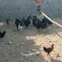 دجاج بلدي اسود