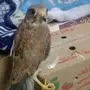 فرخ صقر