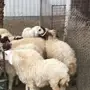 للبيع هرافا نعيم 