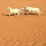 اشيقر حري للبيع