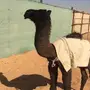 حوارة مجهم طيبه كفو مستقبلها طيب 