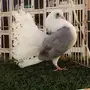((جوز رقاص هولندي((مكتف))