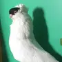 فحل هلمت