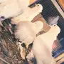 حمام صنعاوي سلك 