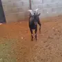 للبيع هجين وعل
