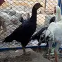 دجاج باكستاني أسود صك - بيع دجاج سنديه ممتاز