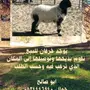 ذبايح مع التوصيل 