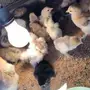 صوص براهما الألماني 
