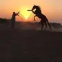 فرس انجيلزية بجوازها