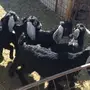 تيوس وجفار منادي