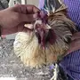 ديوك براهما للبيع 