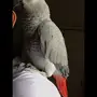 كاسكو افريقي ثلجي حجم سوبر جامبو