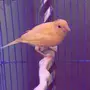 كناري على وشك الجهوزيه