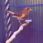 كناري ذكر على وشك الجهوزيه
