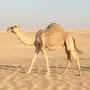 ناقة متلي للبيع