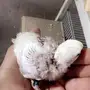 فرخين روز جاهزين للغر