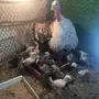 رومي - صوص - القصيم