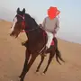 فرس انتاج شيخه