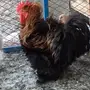 ((طقم دجاج((كوشن مفتل))